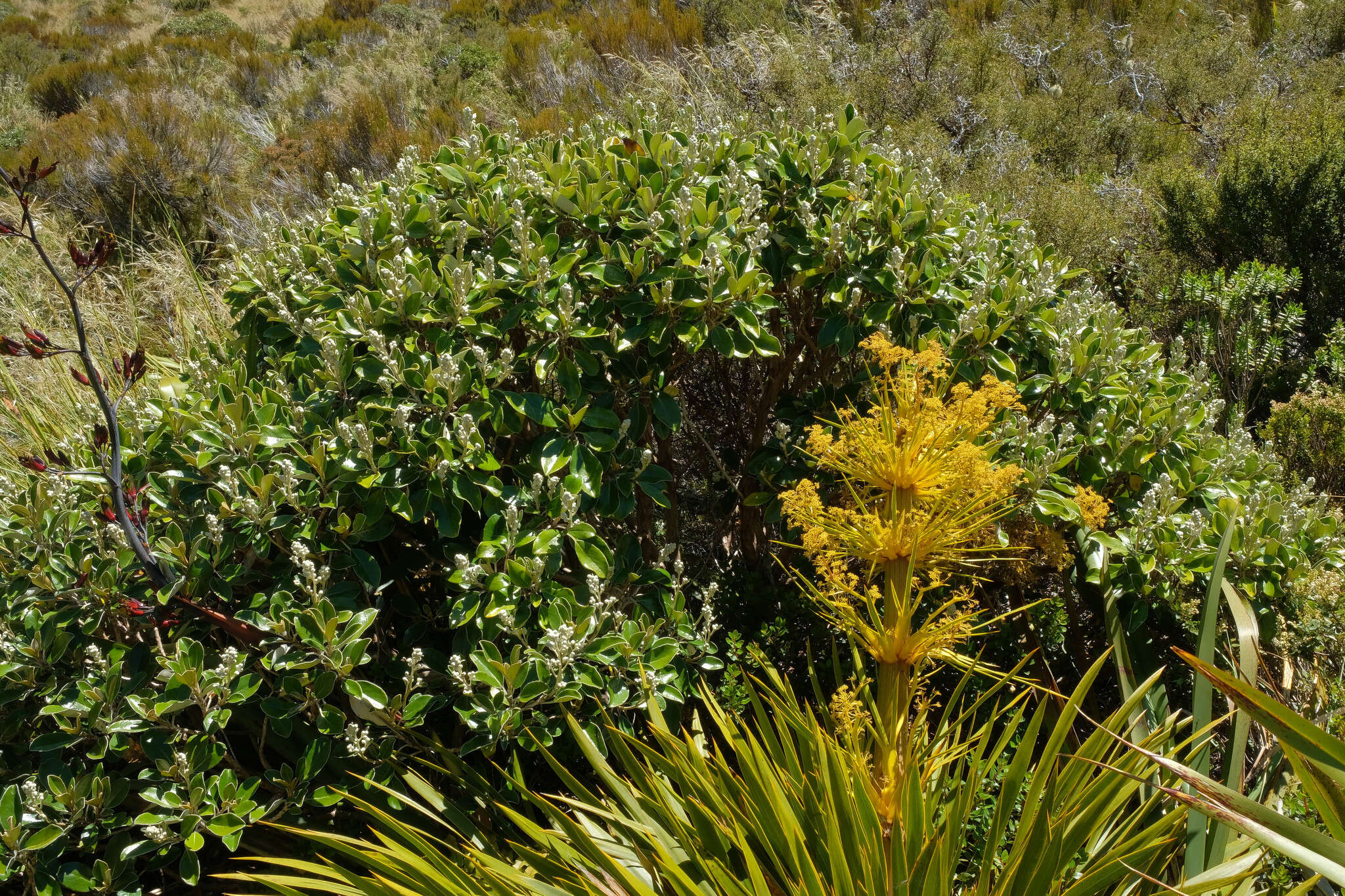 Image of Brachyglottis elaeagnifolia (Hook. fil.) B. Nord.