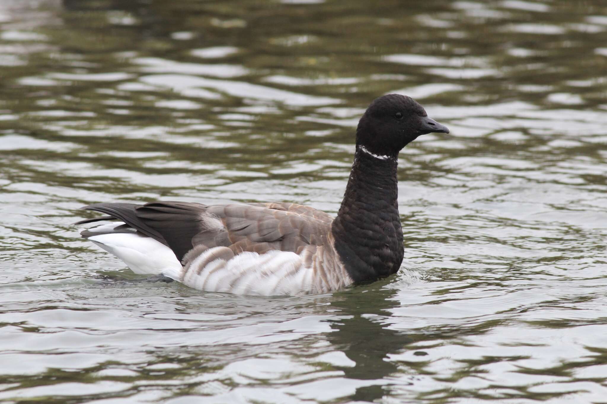 صورة Branta bernicla hrota (Müller & OF 1776)