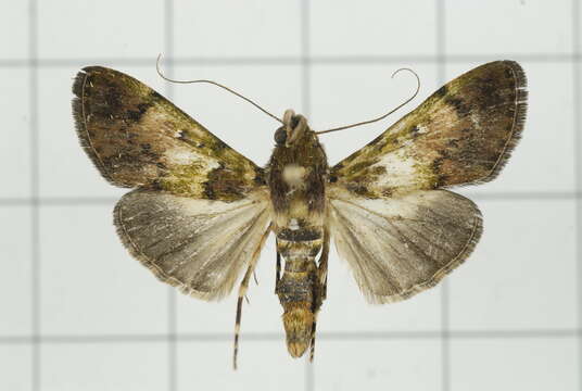 Image of Teliphasa nubilosa Moore