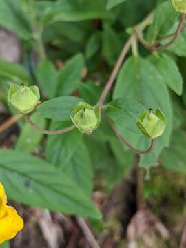 Image of Calceolaria irazuensis J. D. Smith