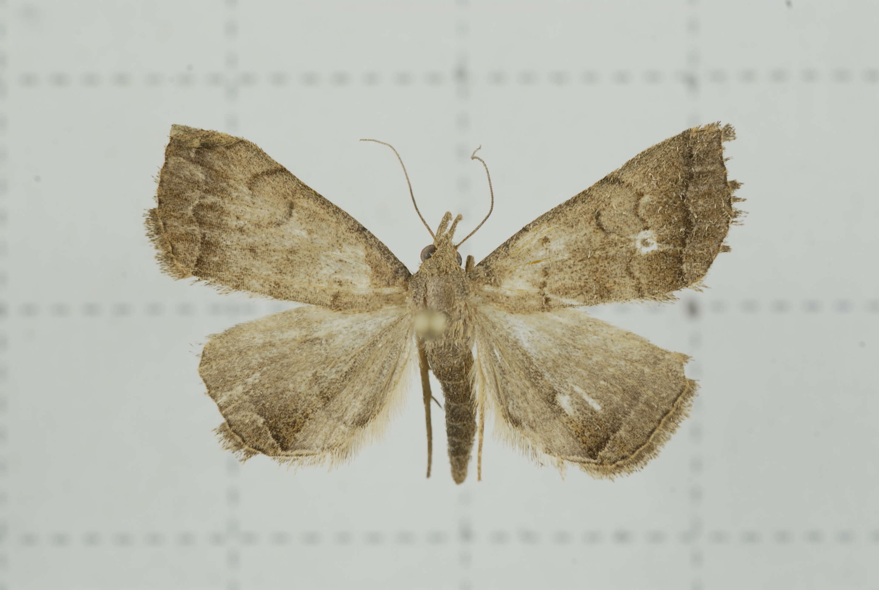 Image of Polypogon vermiculata (Leech 1900)