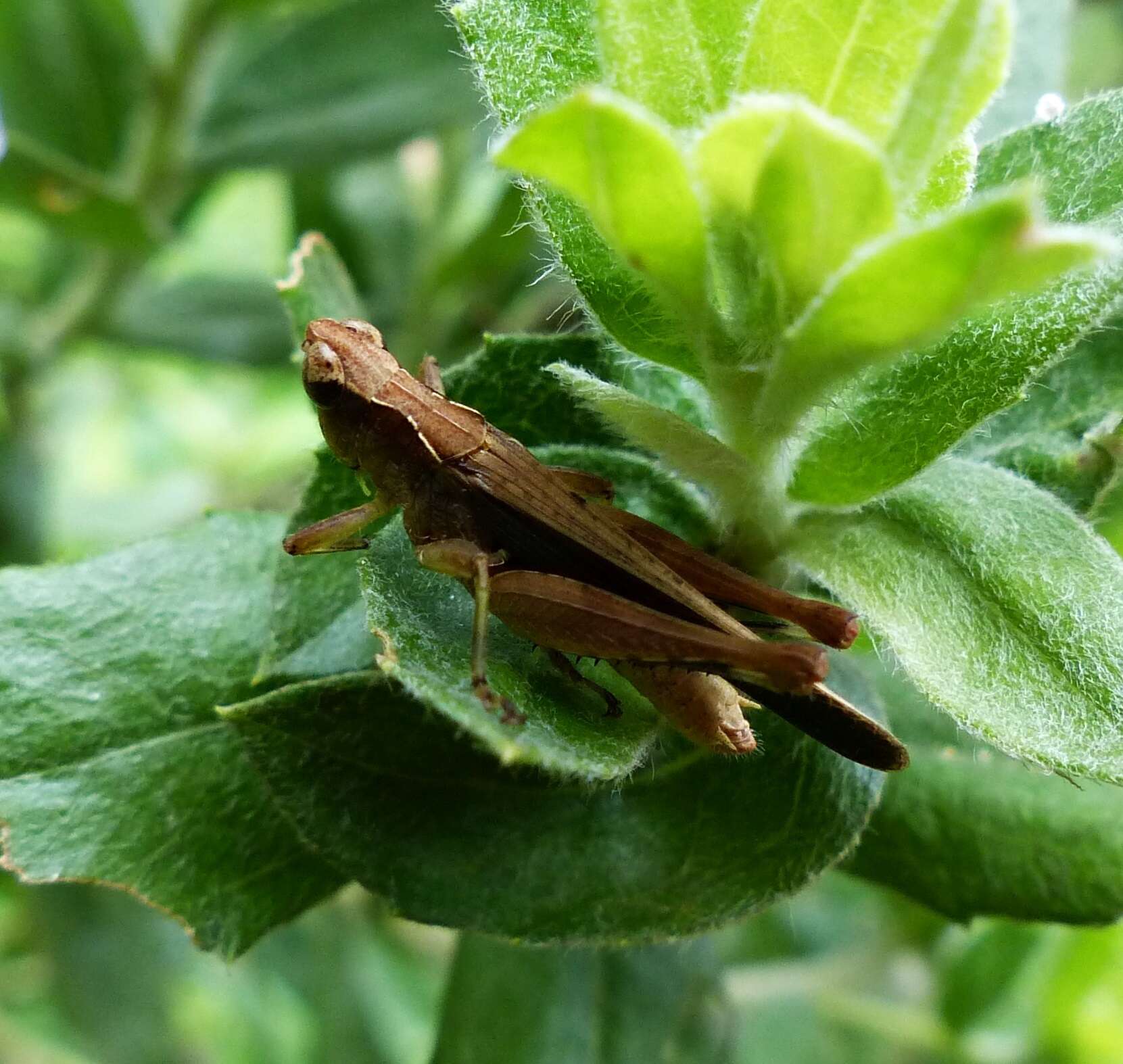 Orphulella punctata (De Geer 1773) resmi