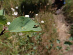 Image of Eudioctria sackeni (Williston 1883)