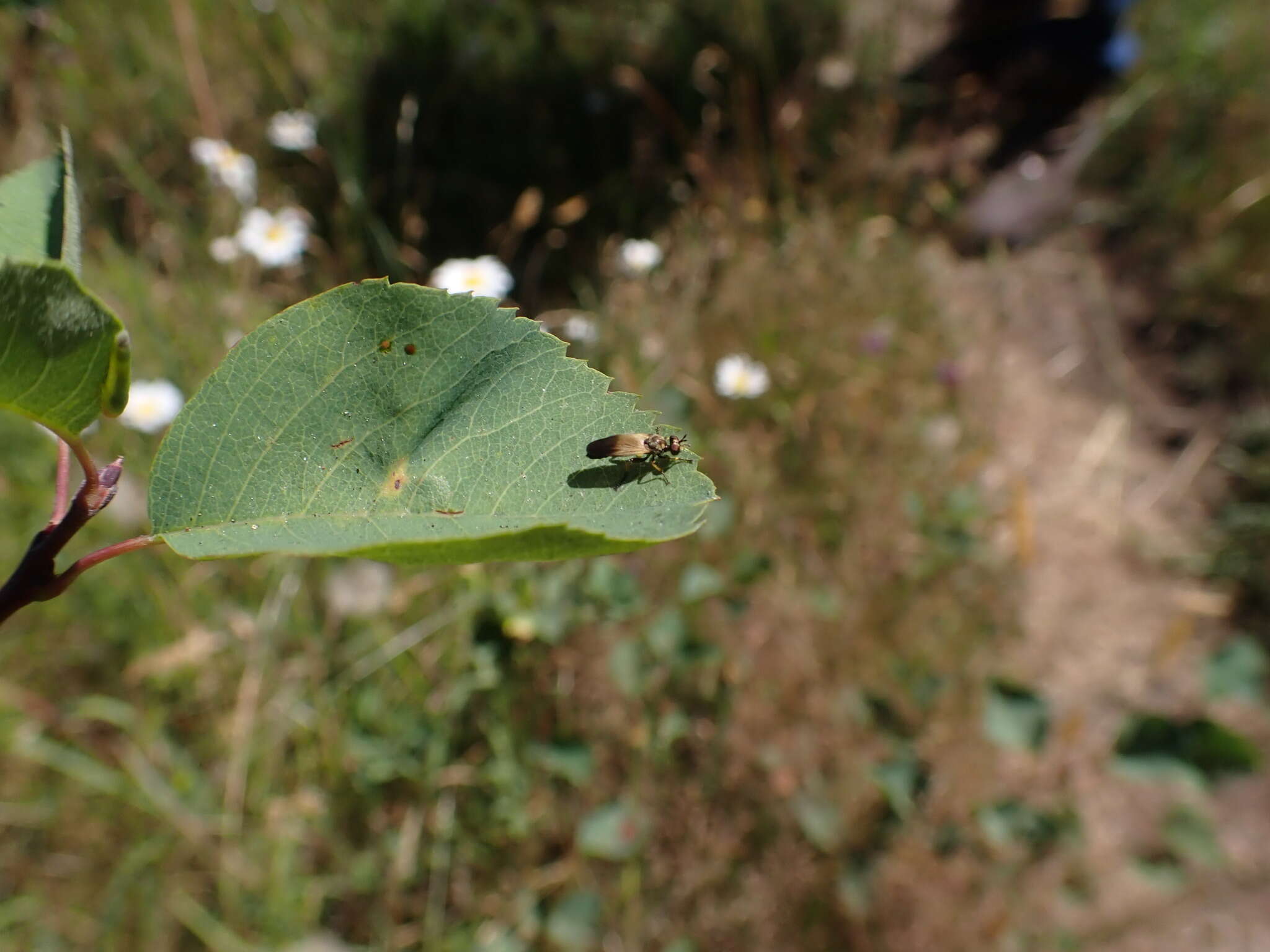 Image of Eudioctria sackeni (Williston 1883)