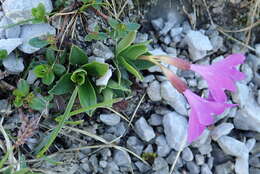 Image of Primula clusiana Tausch