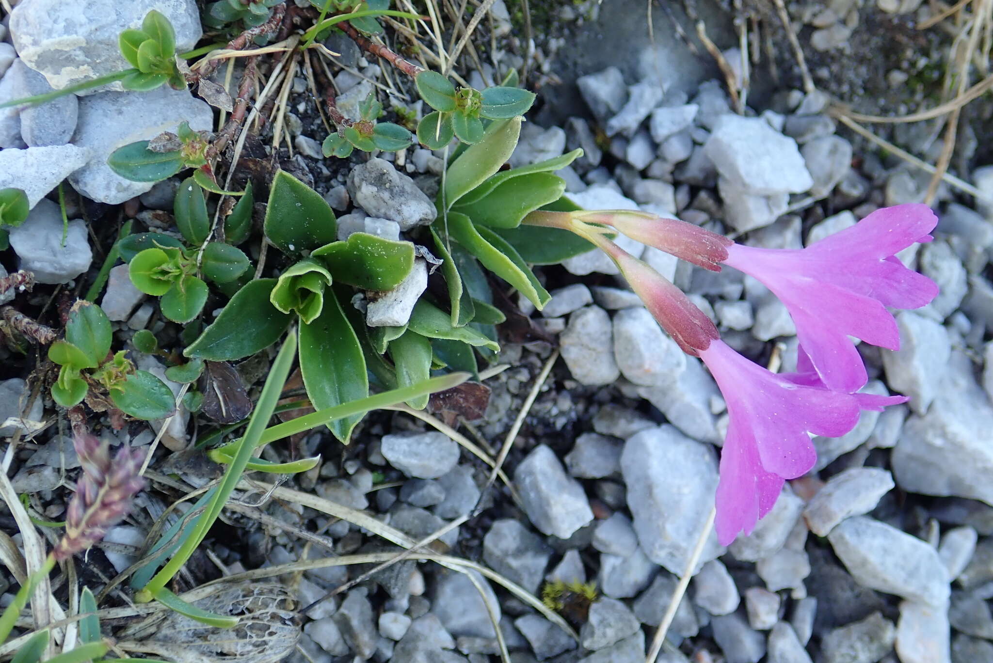 Plancia ëd Primula clusiana Tausch