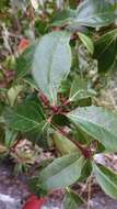 Image of Viburnum propinquum Hemsl.