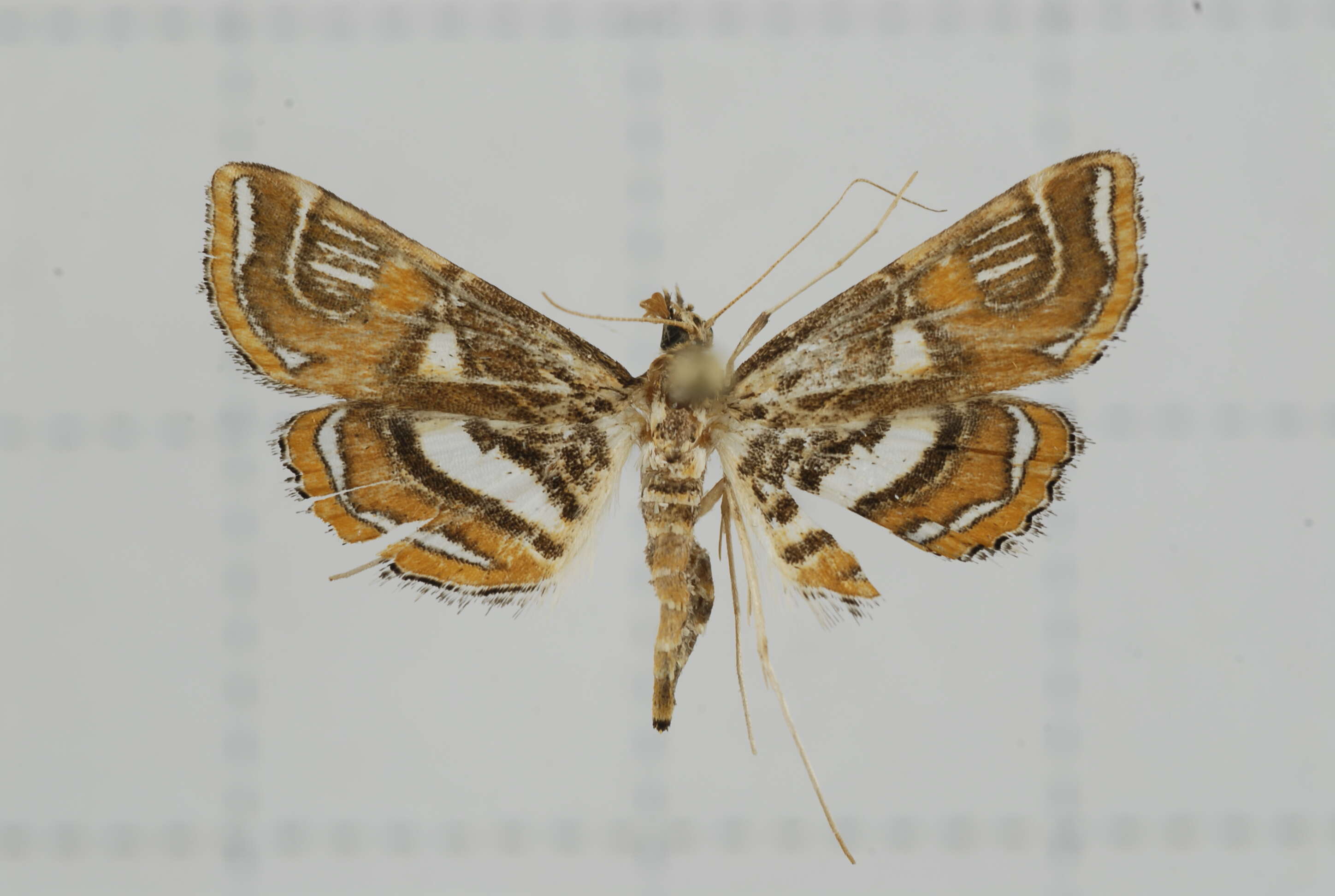 Image of Paracymoriza cataclystalis Strand 1919