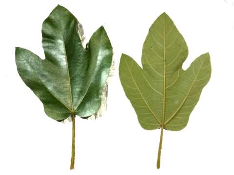 Image of Ficus fulva Reinw. ex Bl.