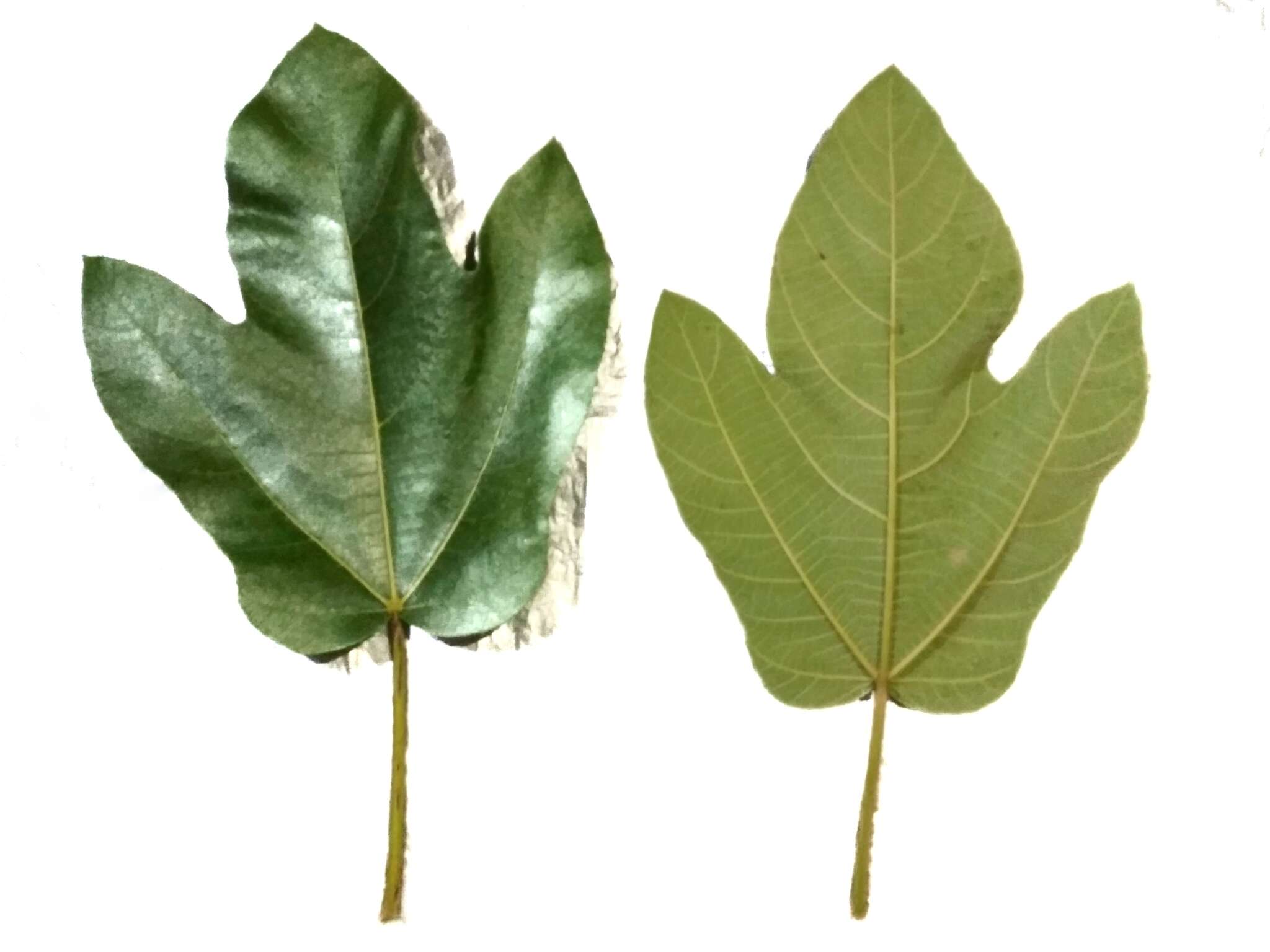 Image of Ficus fulva Reinw. ex Bl.