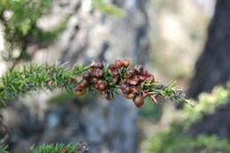 Image of Colletia ulicina Gill. & Hook.