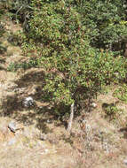 Arbutus xalapensis Kunth resmi