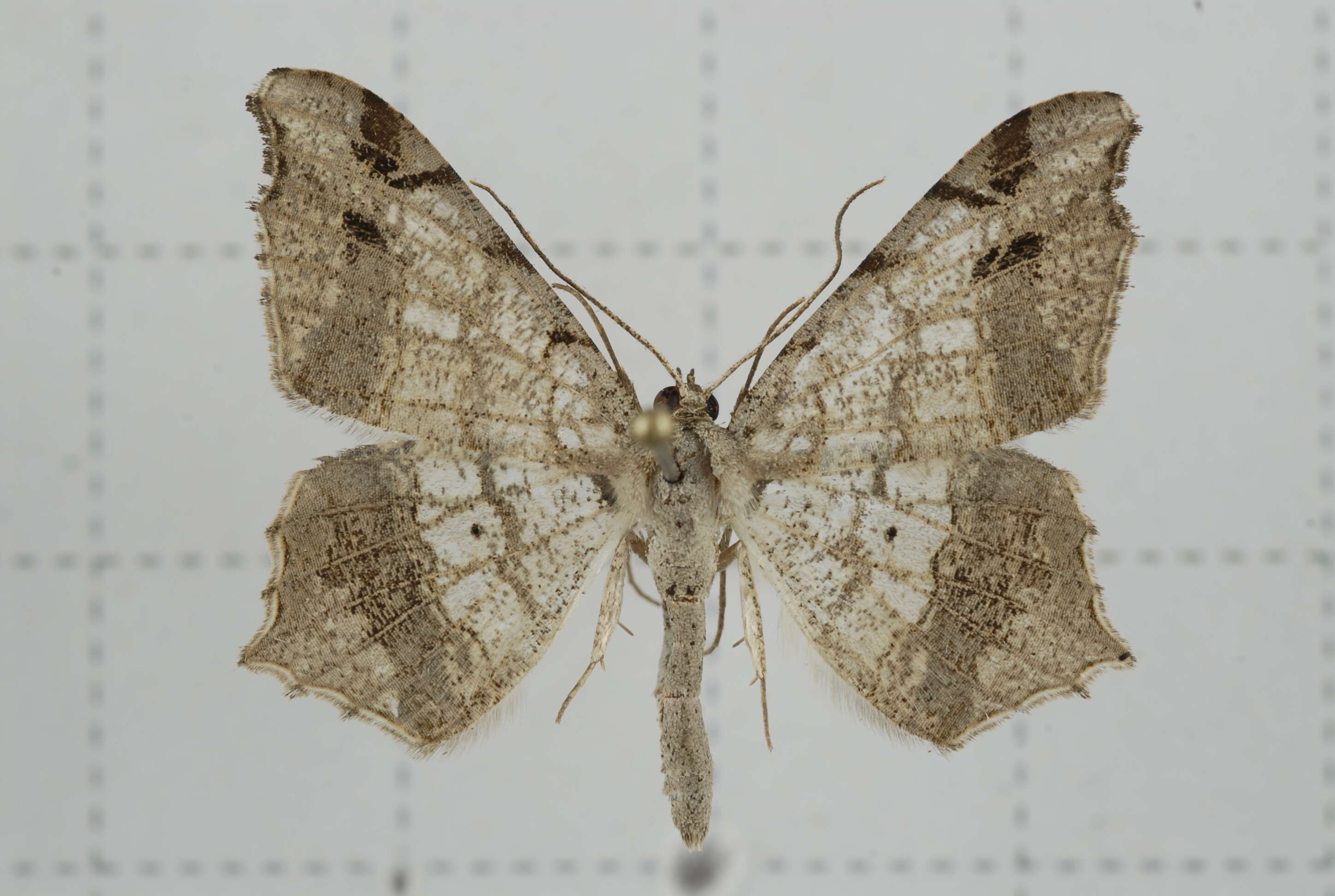 Image of Semiothisa emersaria Walker 1861