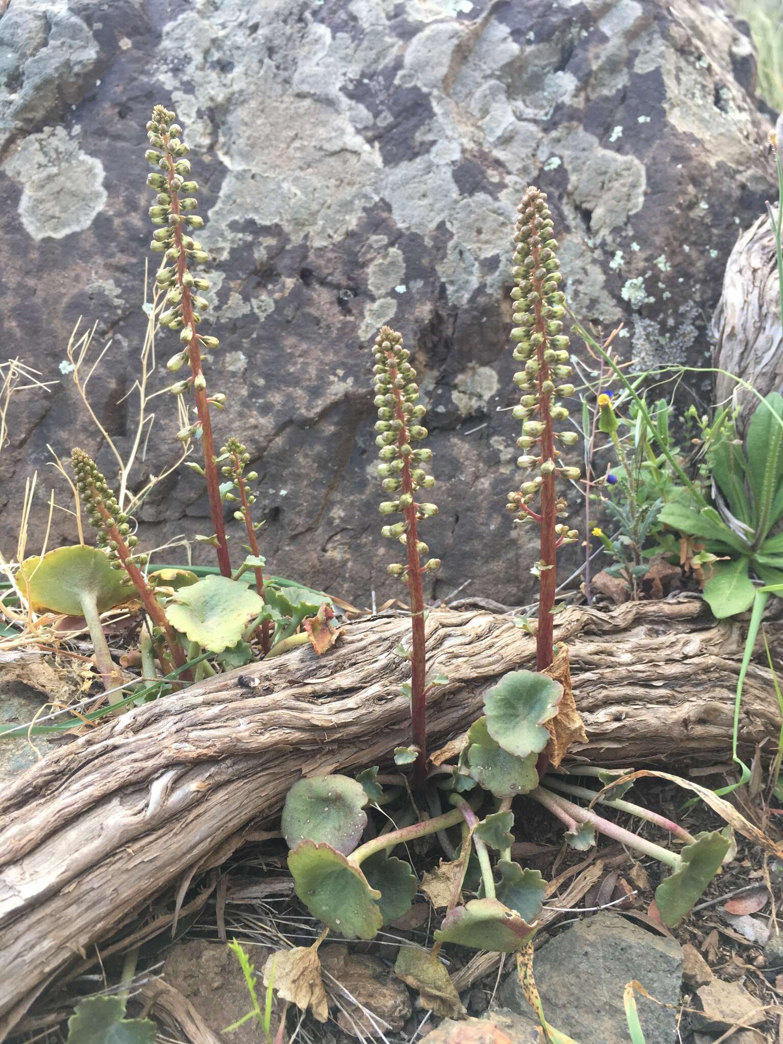 Image of Horizontal navelwort