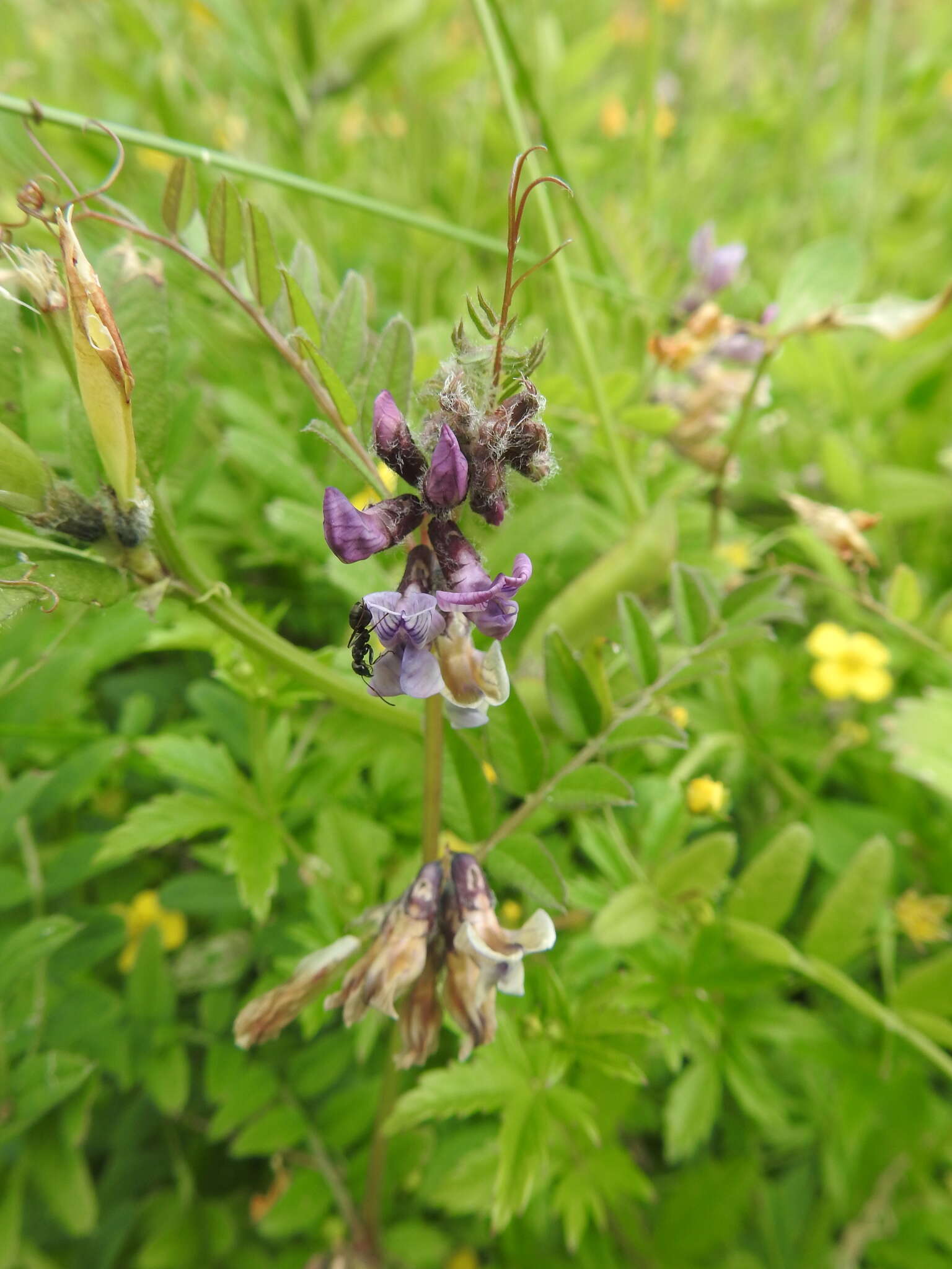 Image of bush vetch