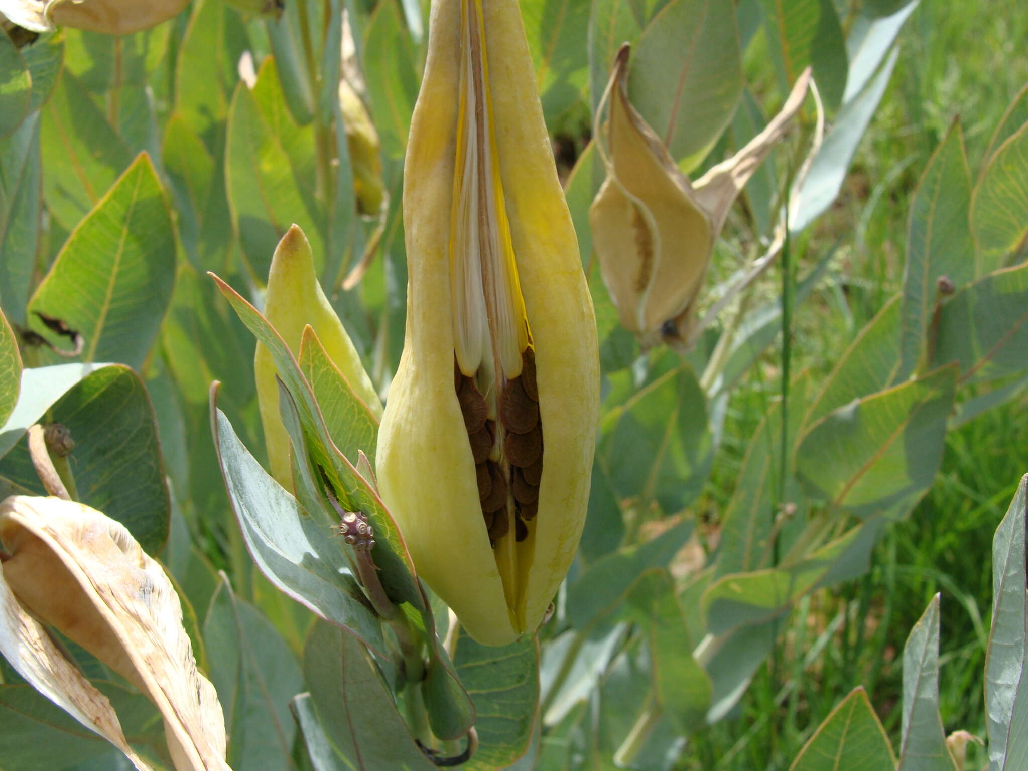 Sivun Asclepias glaucophylla (Schltr.) Schltr. kuva