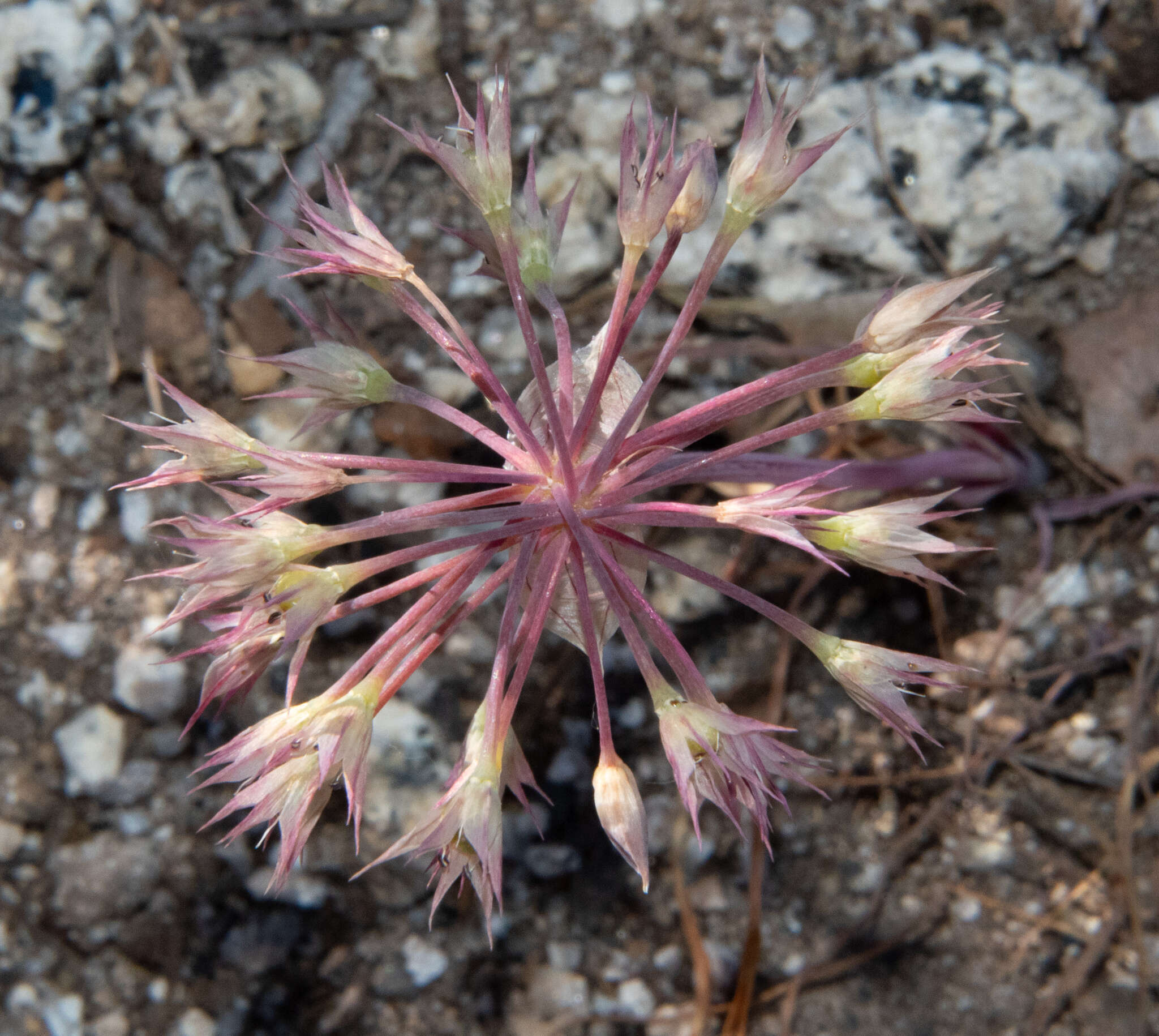 Image of dusky onion