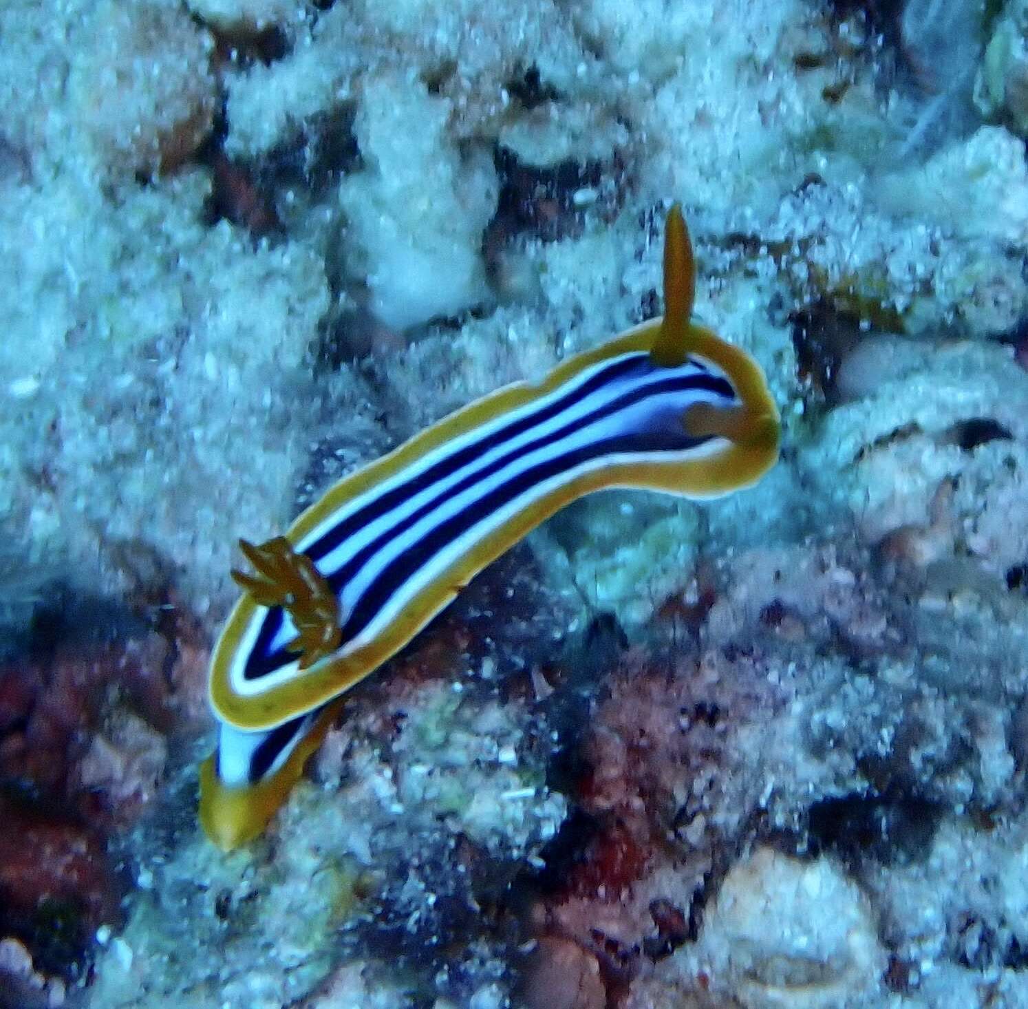 Sivun Chromodoris quadricolor (Rüppell & Leuckart 1830) kuva