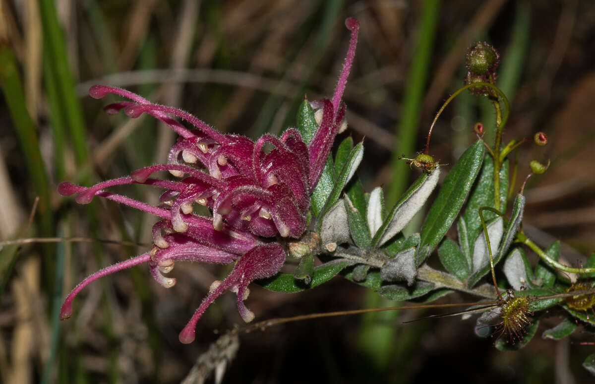 Image of Grevillea lavandulacea subsp. lavandulacea