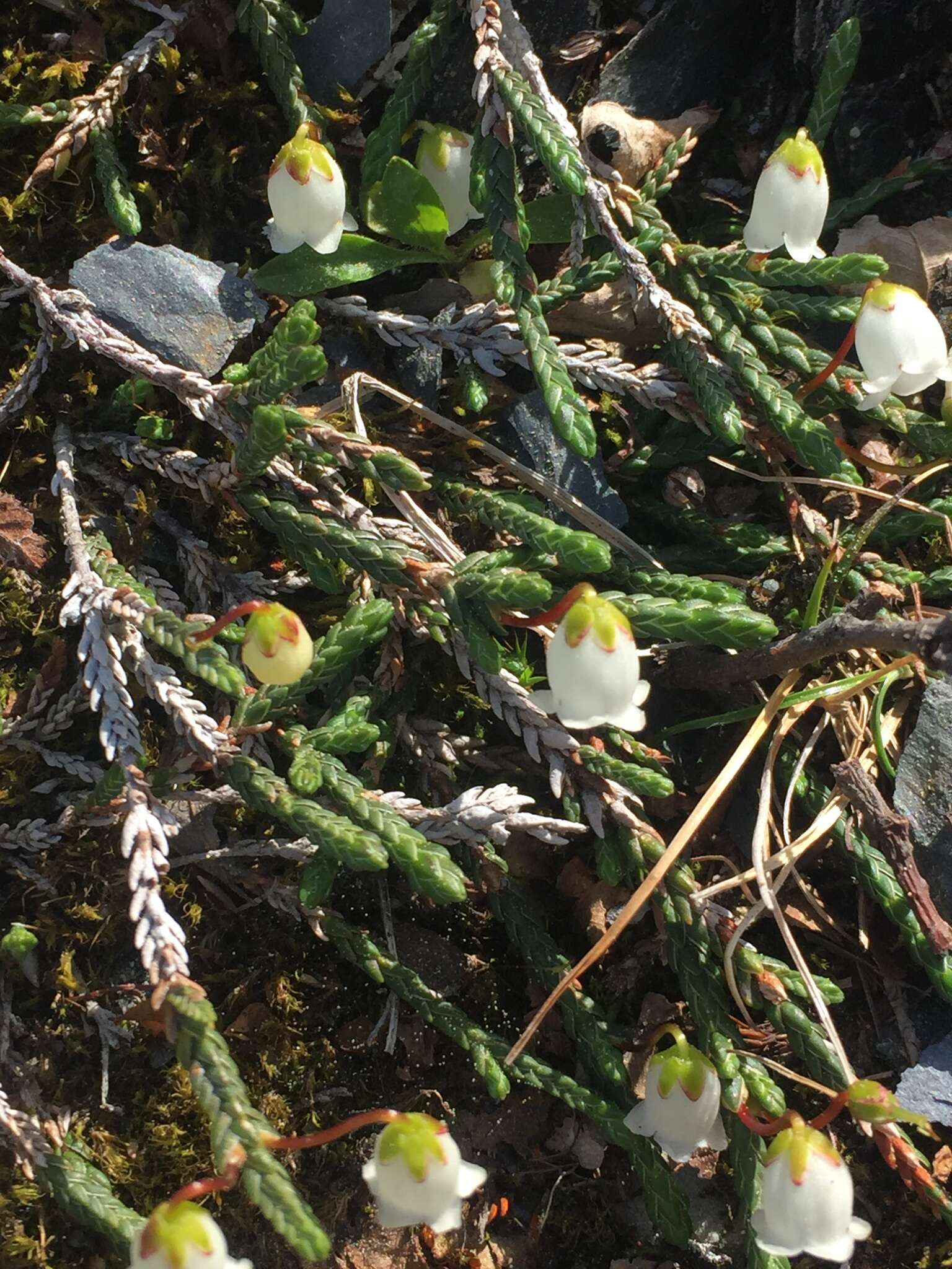 Image of clubmoss cassiope