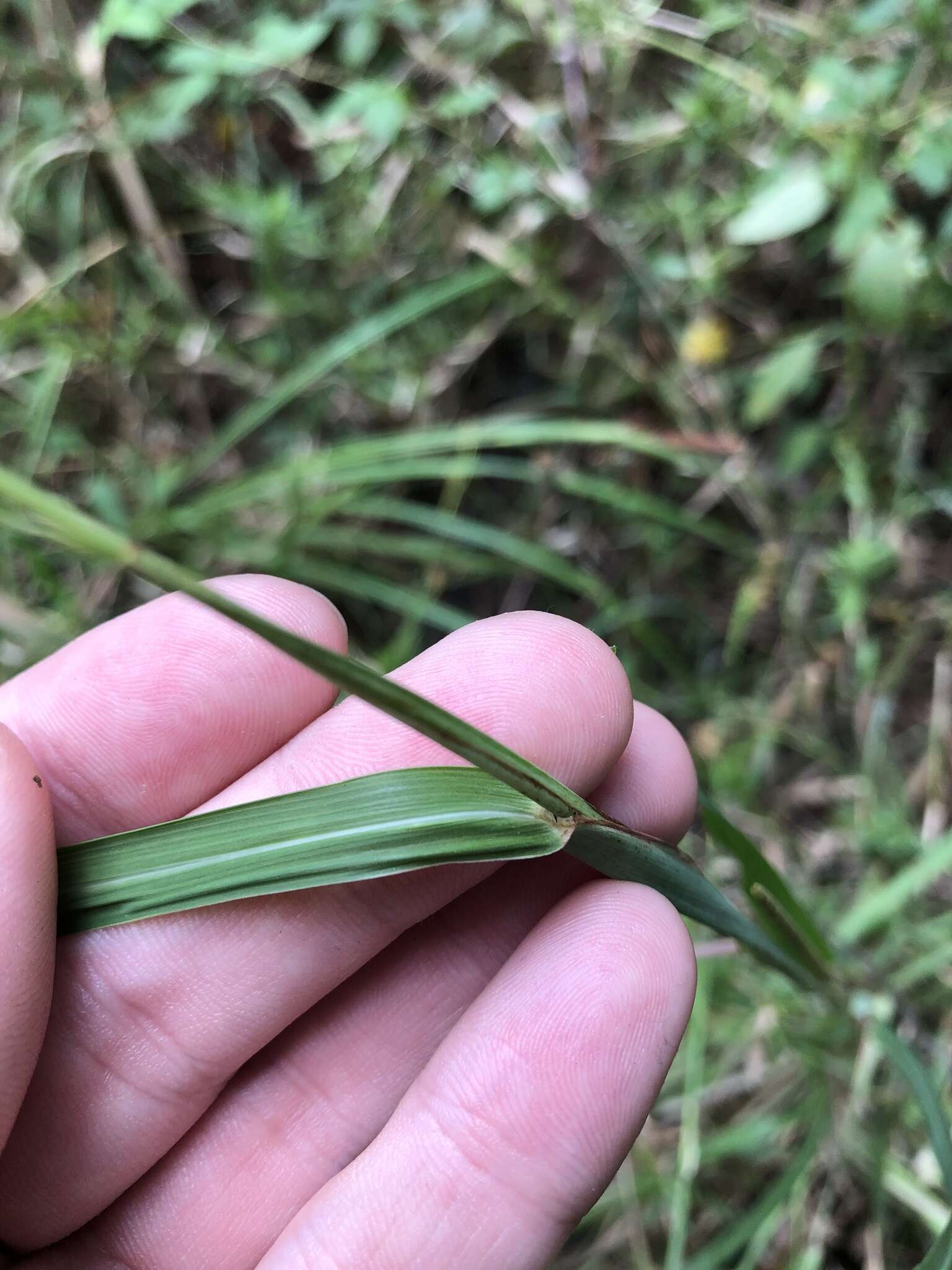 Imagem de Rottboellia tessellata Steud.