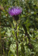 Imagem de Cirsium simplex C. A. Mey.