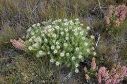 Image of Leucadendron radiatum Phillips & Hutchinson