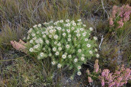 Image of Leucadendron radiatum Phillips & Hutchinson