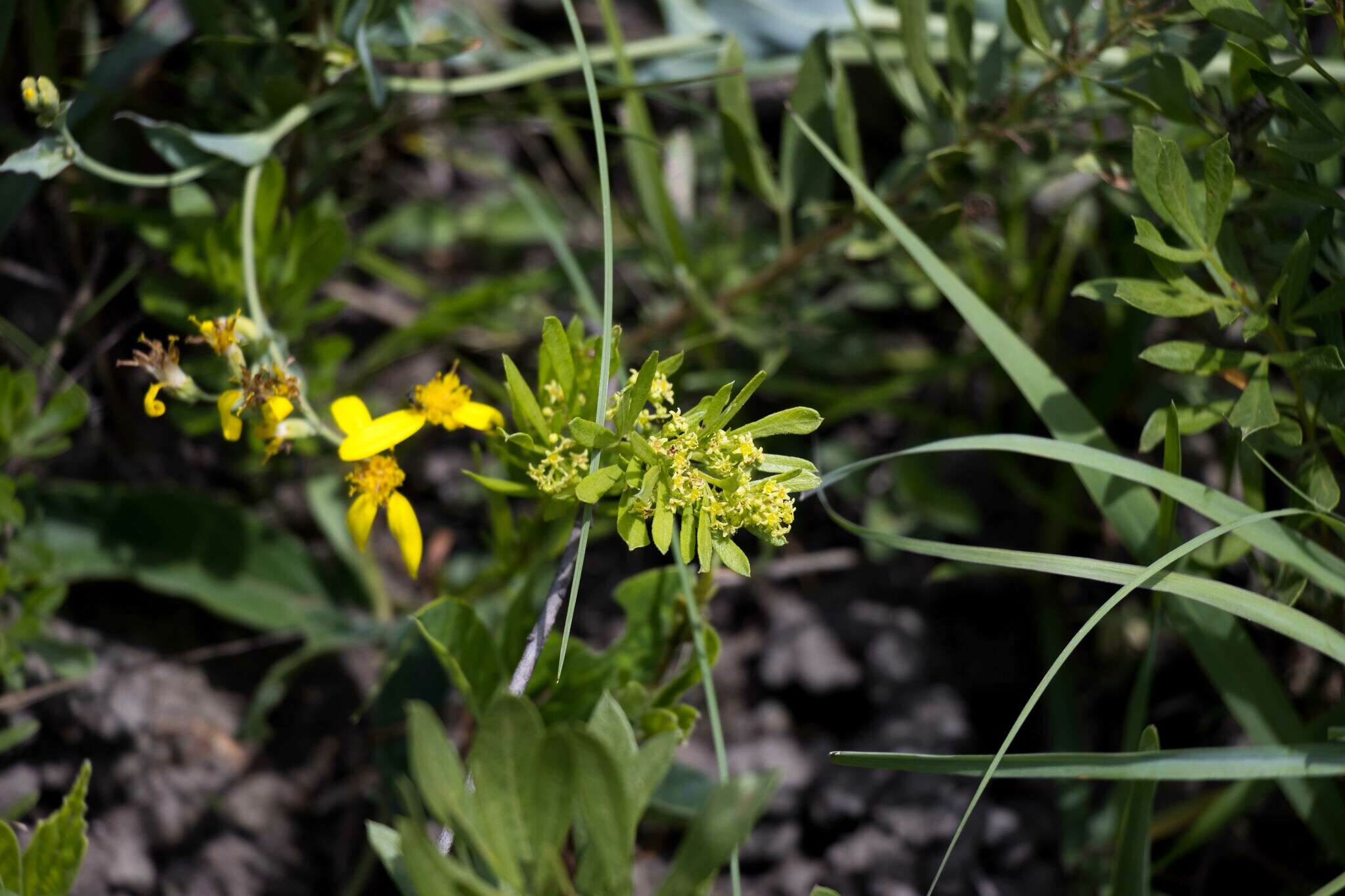 Image of Searsia rudatisii (Engl.) Moffett