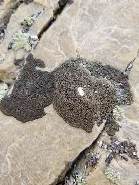 Image of sporastatia lichen