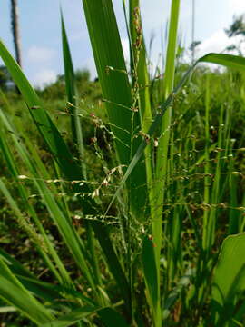 Image de Panicum coloratum L.