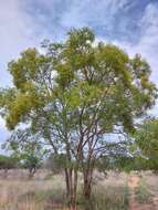 Imagem de Pterocarpus rotundifolius subsp. rotundifolius