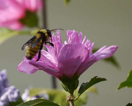 Image of American Bumblebee