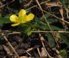 Ranunculus cornutus var. scandicinus (Boiss.) Ziffer-Berger & Leschner的圖片