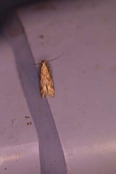 Image of Moth