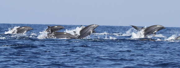Image of Lagenodelphis Fraser 1956