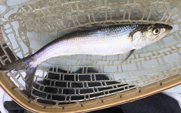 Image of Skipjack Herring