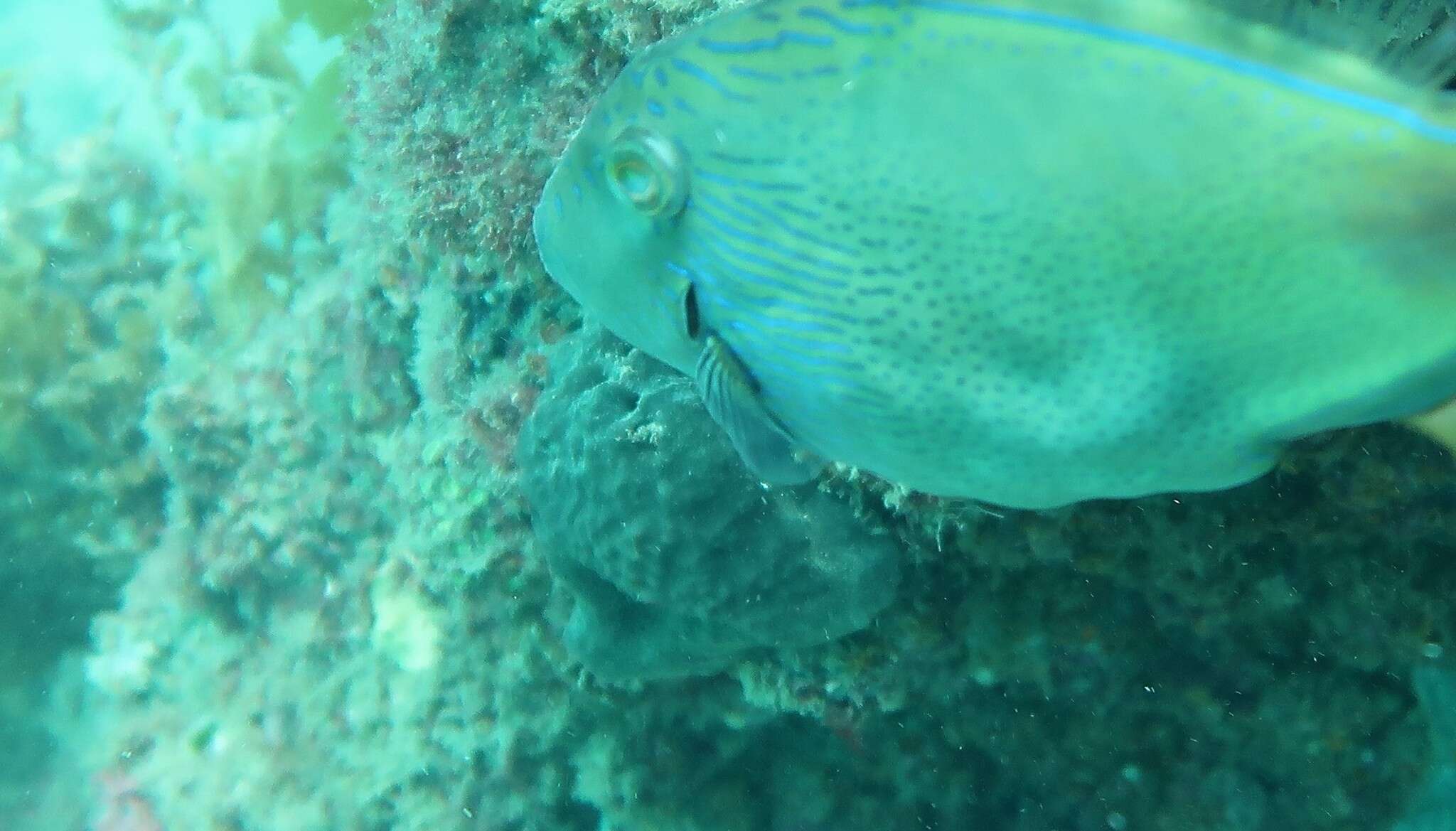 Image de Cochleoceps bicolor Hutchins 1991