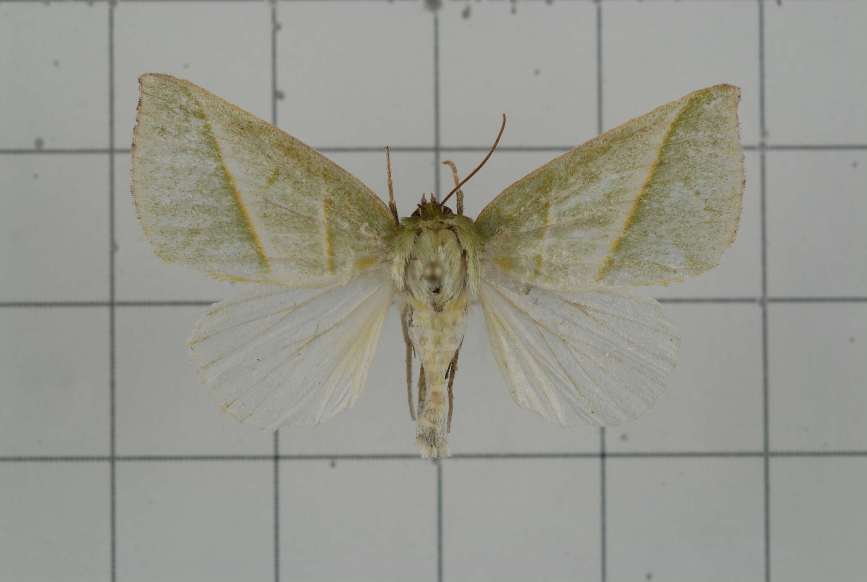 Image of Hylophilodes tsukusensis Nagano 1918