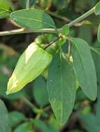 Image of <i>Physalis <i>longifolia</i></i> var. longifolia