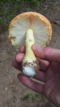 Image de Amanita wellsii (Murrill) Murrill 1920