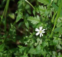 Image of Stellaria flaccida Hook.