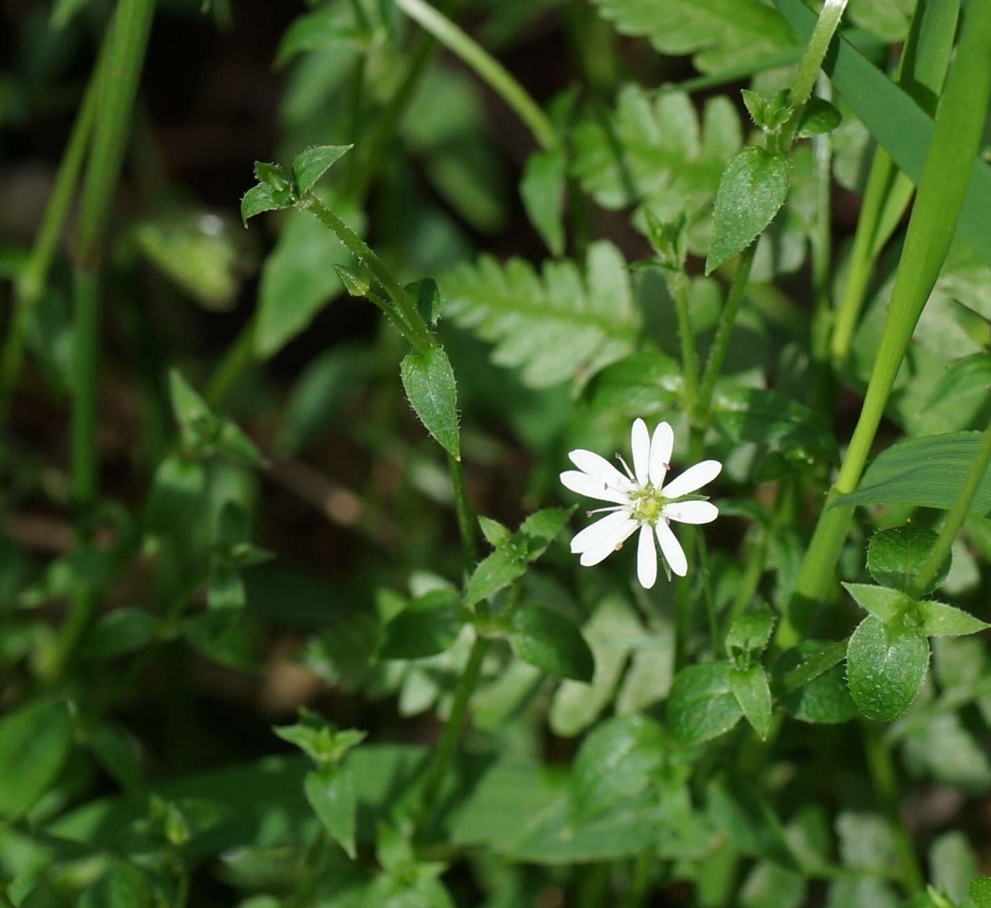 Image of Stellaria flaccida Hook.