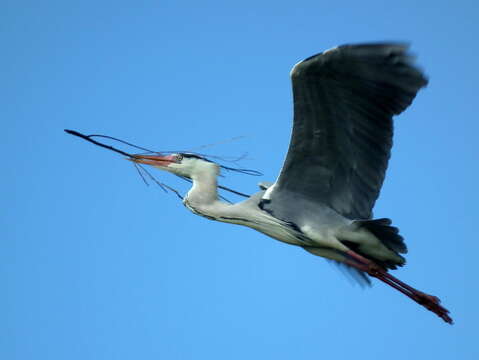 صورة Ardea cinerea cinerea Linnaeus 1758