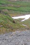 Image of Kamchatka brown bear