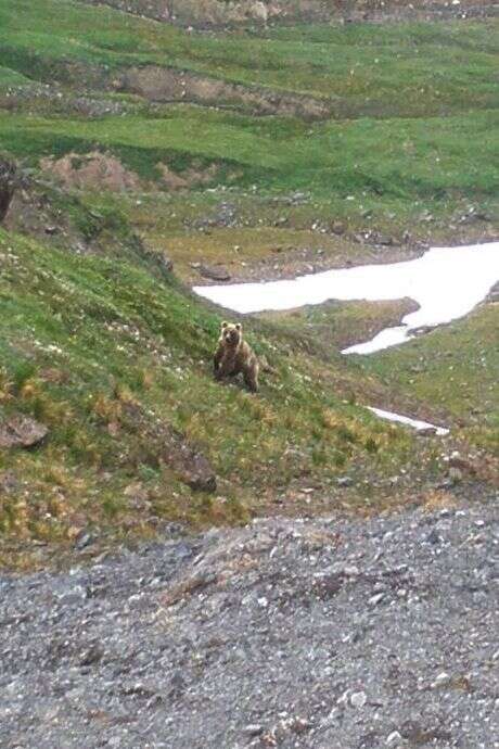 Image of Kamchatka brown bear