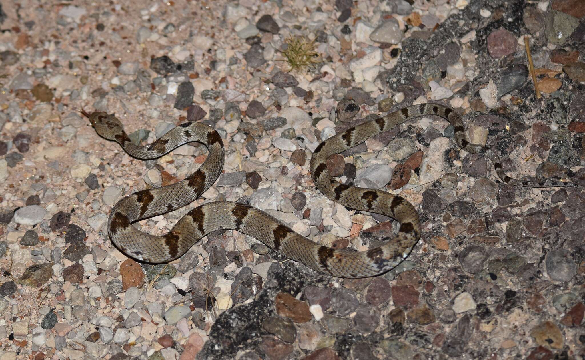 Image of Chihuahuan Desert Lyresnake