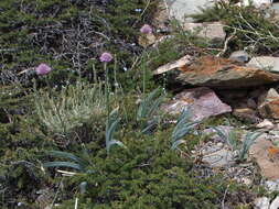 Image of Allium carolinianum Redouté