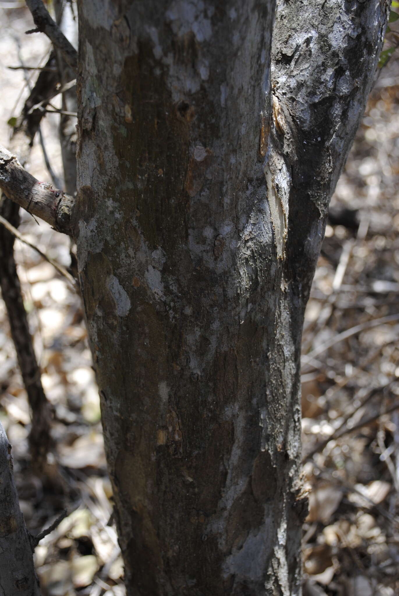 Image of Erythroxylum mexicanum Kunth