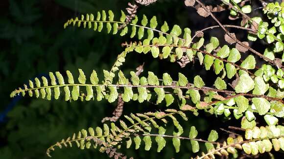 Plancia ëd Asplenium adulterinum Milde